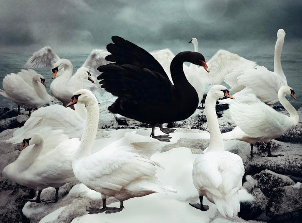 How An Algorithm Would Handle a Black Swan